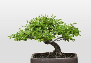pulldown-bonsai.png
